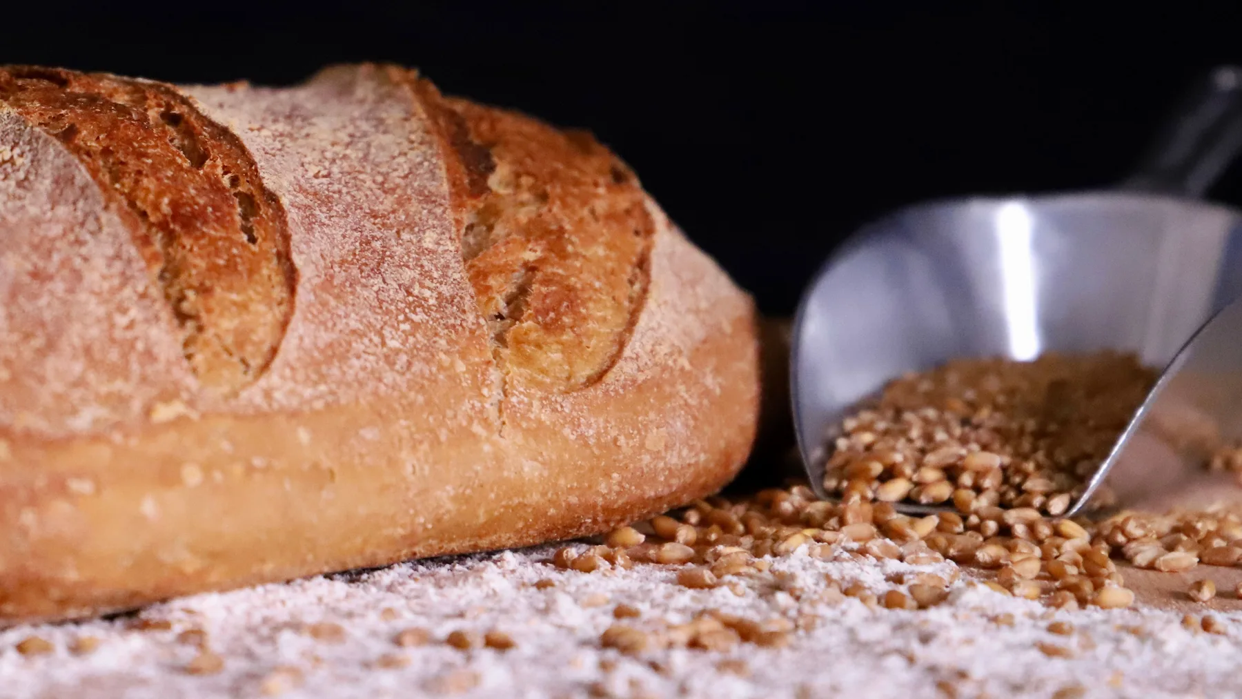 A floured rye loaf on a dark bench beside a scoop of wheat grain